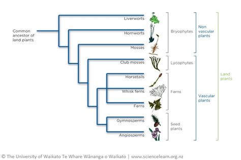 evolution land|phylogeny of land plants.